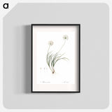 Allium denudatum illustration - Pierre Joseph Redouté Poster.