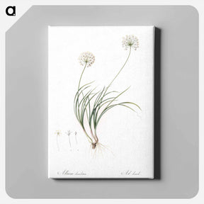 アートパネル-Allium denudatum illustration - ピエール ジョゼフ ルドゥーテ Canvas.