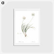 アートポストカード-Allium denudatum illustration - ピエール ジョゼフ ルドゥーテ Postcard.