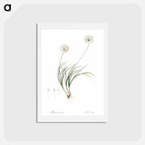 アートポストカード-Allium denudatum illustration - ピエール ジョゼフ ルドゥーテ Postcard.