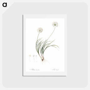 アートポストカード-Allium denudatum illustration - ピエール ジョゼフ ルドゥーテ Postcard.