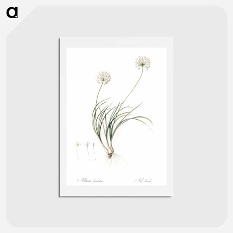 アートポストカード-Allium denudatum illustration - ピエール ジョゼフ ルドゥーテ Postcard.