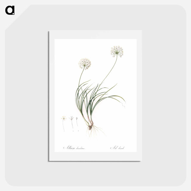 アートポストカード-Allium denudatum illustration - ピエール ジョゼフ ルドゥーテ Postcard.