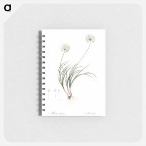 アートメモ帳-Allium denudatum illustration - ピエール ジョゼフ ルドゥーテ Memo.