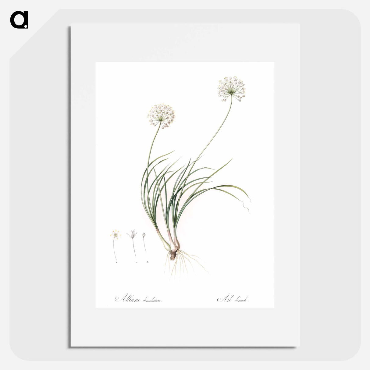 Allium denudatum illustration - Pierre Joseph Redouté Poster.
