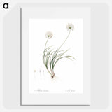 Allium denudatum illustration - Pierre Joseph Redouté Poster.