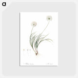 アートポストカード-Allium denudatum illustration - ピエール ジョゼフ ルドゥーテ Postcard.