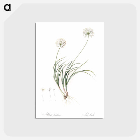 アートポストカード-Allium denudatum illustration - ピエール ジョゼフ ルドゥーテ Postcard.