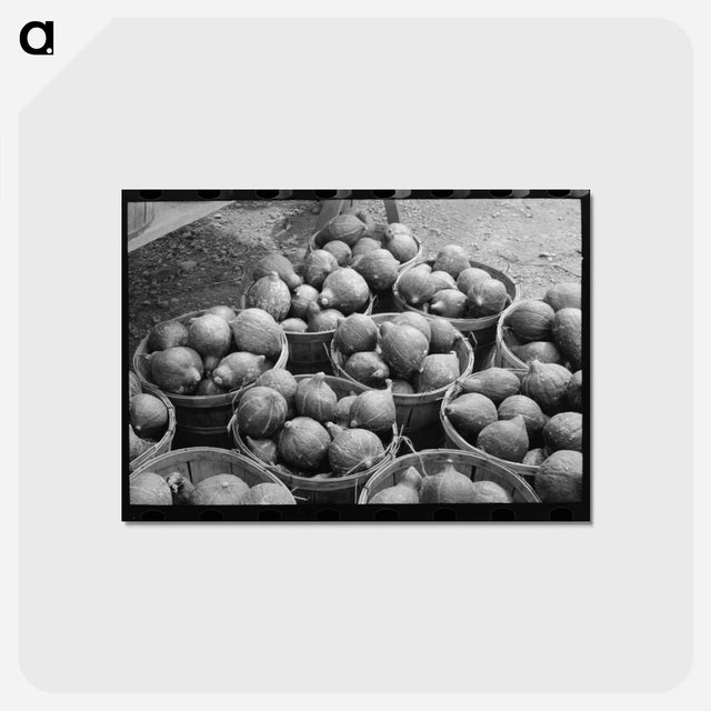 アートポストカード-Hubbard Squash
 - ラッセル リー Postcard.
