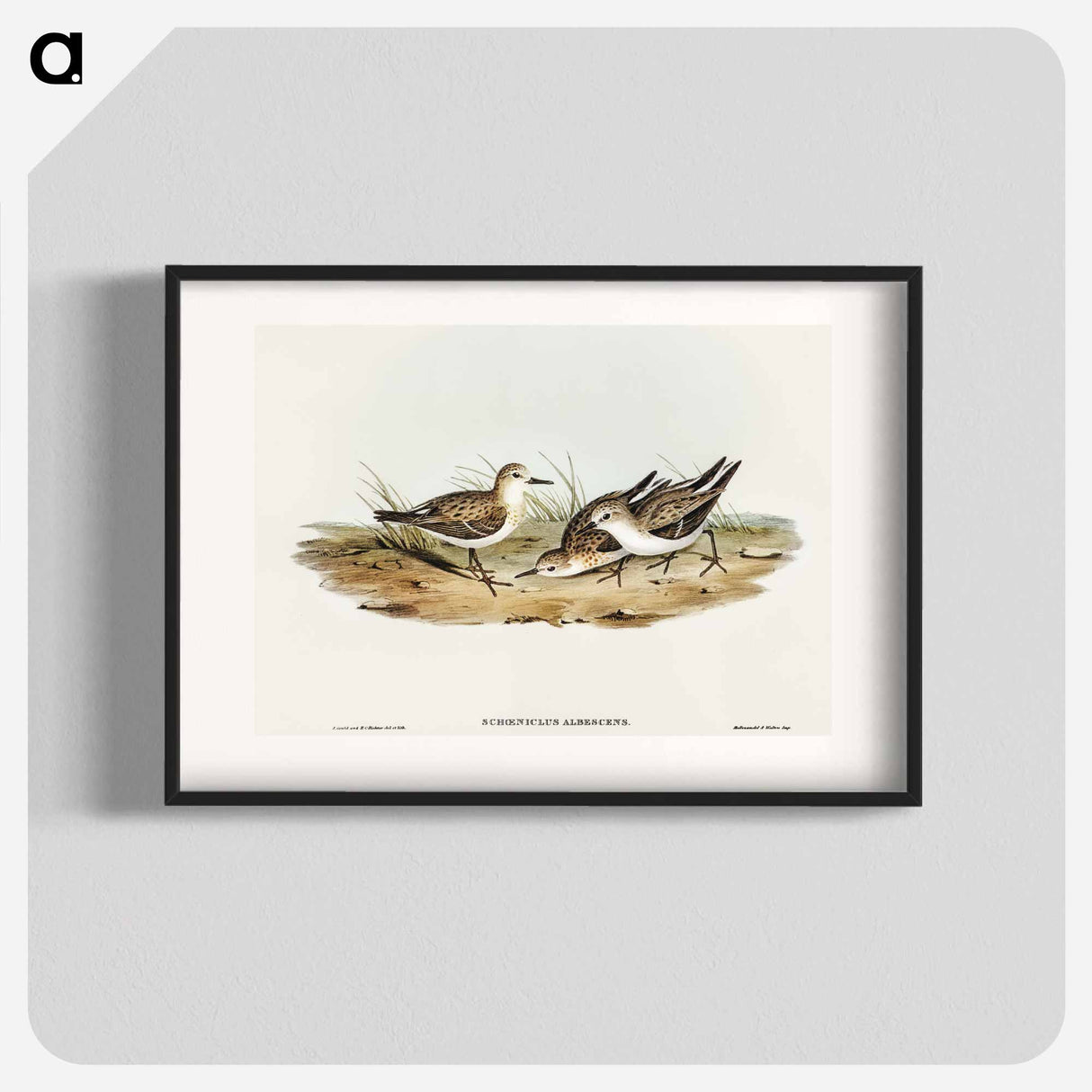 アートポスター-Little Sandpiper
 - オーストラリアの鳥 Poster.