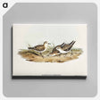 アートパネル-Little Sandpiper
 - オーストラリアの鳥 Canvas.