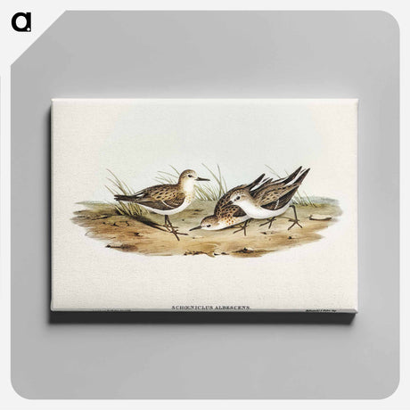 アートパネル-Little Sandpiper
 - オーストラリアの鳥 Canvas.