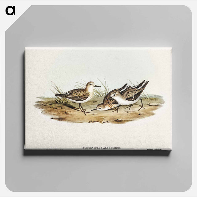 アートパネル-Little Sandpiper
 - オーストラリアの鳥 Canvas.