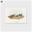 アートポストカード-Little Sandpiper
 - オーストラリアの鳥 Postcard.