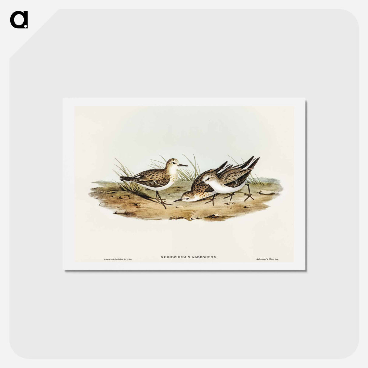 アートポストカード-Little Sandpiper
 - オーストラリアの鳥 Postcard.