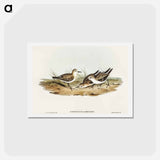 アートポストカード-Little Sandpiper
 - オーストラリアの鳥 Postcard.