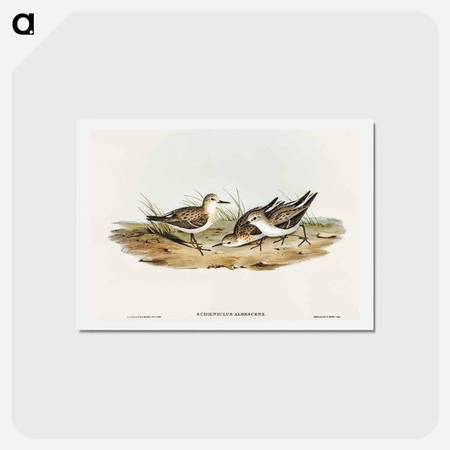アートポストカード-Little Sandpiper
 - オーストラリアの鳥 Postcard.