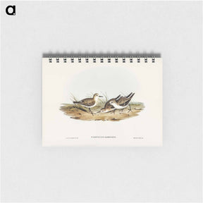 アートメモ帳-Little Sandpiper
 - オーストラリアの鳥 Memo.