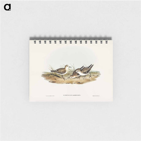 アートメモ帳-Little Sandpiper
 - オーストラリアの鳥 Memo.
