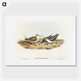 Little Sandpiper
 - オーストラリアの鳥 Poster.