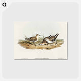 アートポストカード-Little Sandpiper
 - オーストラリアの鳥 Postcard.