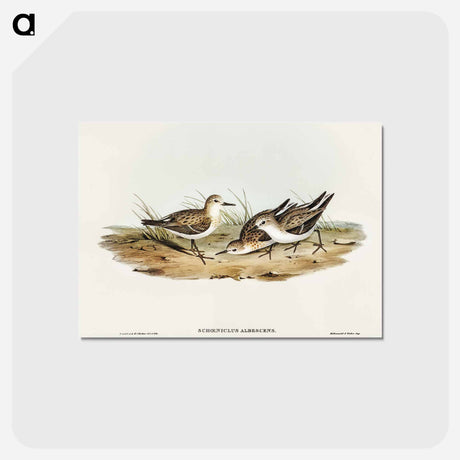 アートポストカード-Little Sandpiper
 - オーストラリアの鳥 Postcard.