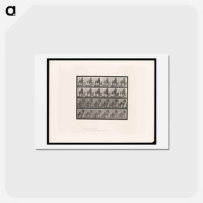 アートポストカード-Horse in Motion
 - エドワード マイブリッジ Postcard.