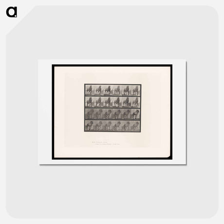 アートポストカード-Horse in Motion
 - エドワード マイブリッジ Postcard.