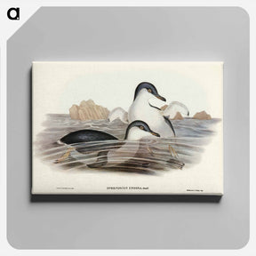 アートパネル-Fairy Penguin
 - ジョン グールド Canvas.
