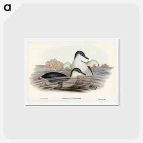 アートポストカード-Fairy Penguin
 - ジョン グールド Postcard.