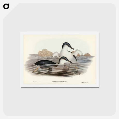 アートポストカード-Fairy Penguin
 - ジョン グールド Postcard.