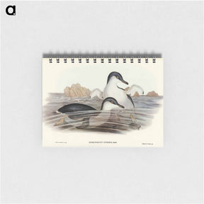 アートメモ帳-Fairy Penguin
 - ジョン グールド Memo.