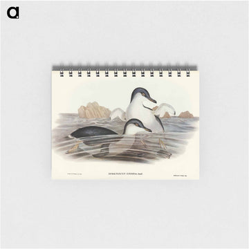 Fairy Penguin
 - ジョン グールド Memo.