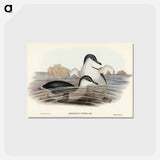 アートポストカード-Fairy Penguin
 - ジョン グールド Postcard.