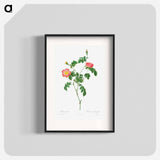 Rosa Indica - ピエール ジョゼフ ルドゥーテ Poster.