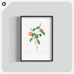 アートポスター-Rosa Indica - ピエール ジョゼフ ルドゥーテ Poster.