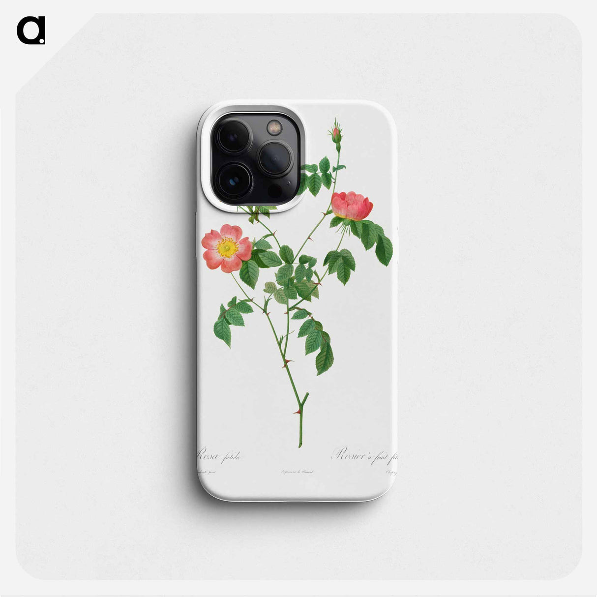 Rosa Indica - ピエール ジョゼフ ルドゥーテ Phone Case.