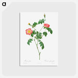 アートポストカード-Rosa Indica - ピエール ジョゼフ ルドゥーテ Postcard.