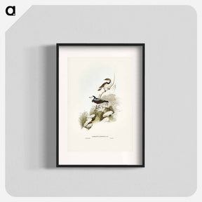 アートポスター-White-Fronted Chat
 - オーストラリアの鳥 Poster.