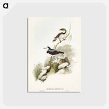 アートポストカード-White-Fronted Chat
 - オーストラリアの鳥 Postcard.