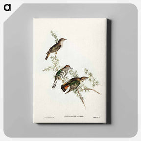 アートパネル-Shining Cuckoo
 - ジョン グールド Canvas.