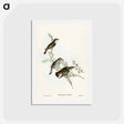 アートポストカード-Shining Cuckoo
 - ジョン グールド Postcard.