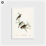 アートポストカード-Shining Cuckoo
 - ジョン グールド Postcard.