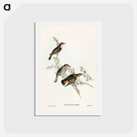 アートポストカード-Shining Cuckoo
 - ジョン グールド Postcard.