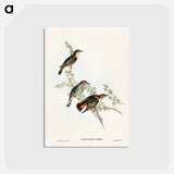 アートポストカード-Shining Cuckoo
 - ジョン グールド Postcard.