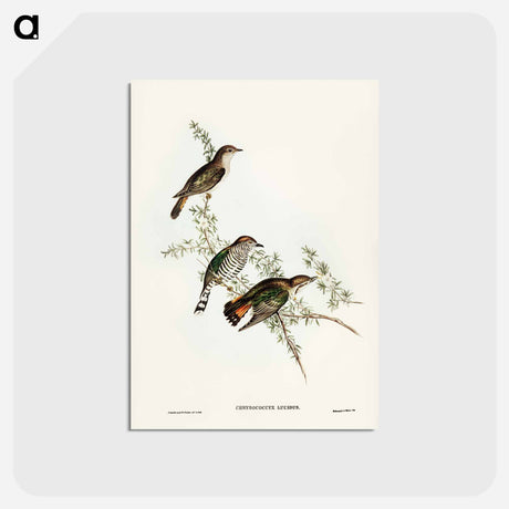 アートポストカード-Shining Cuckoo
 - ジョン グールド Postcard.