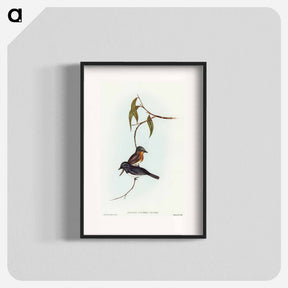 アートポスター-Plumbeous Flycatcher
 - オーストラリアの鳥 Poster.