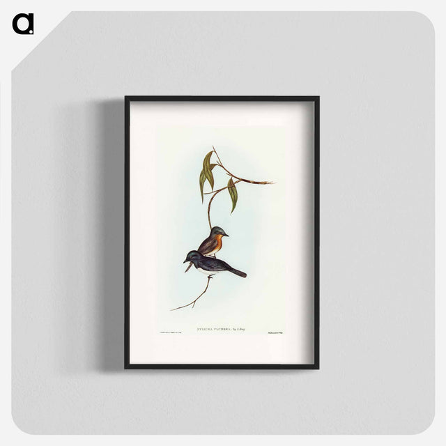 アートポスター-Plumbeous Flycatcher
 - オーストラリアの鳥 Poster.