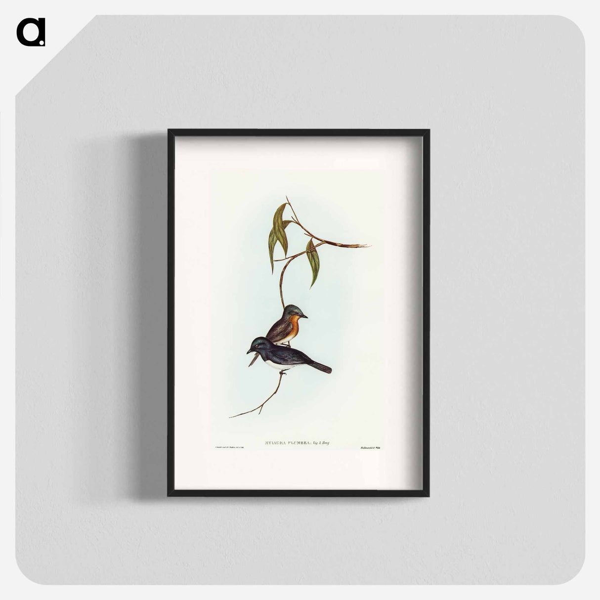 Plumbeous Flycatcher
 - オーストラリアの鳥 Poster.