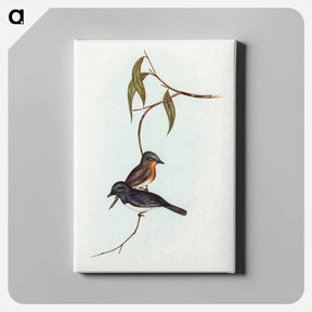 アートパネル-Plumbeous Flycatcher
 - オーストラリアの鳥 Canvas.